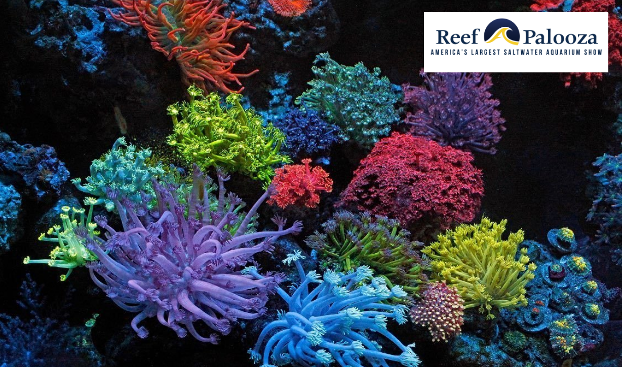 Reef-A-Palooza - Case Study